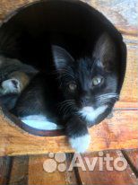 Котята от кошки мышеловки купить на Зозу.ру - фотография № 1