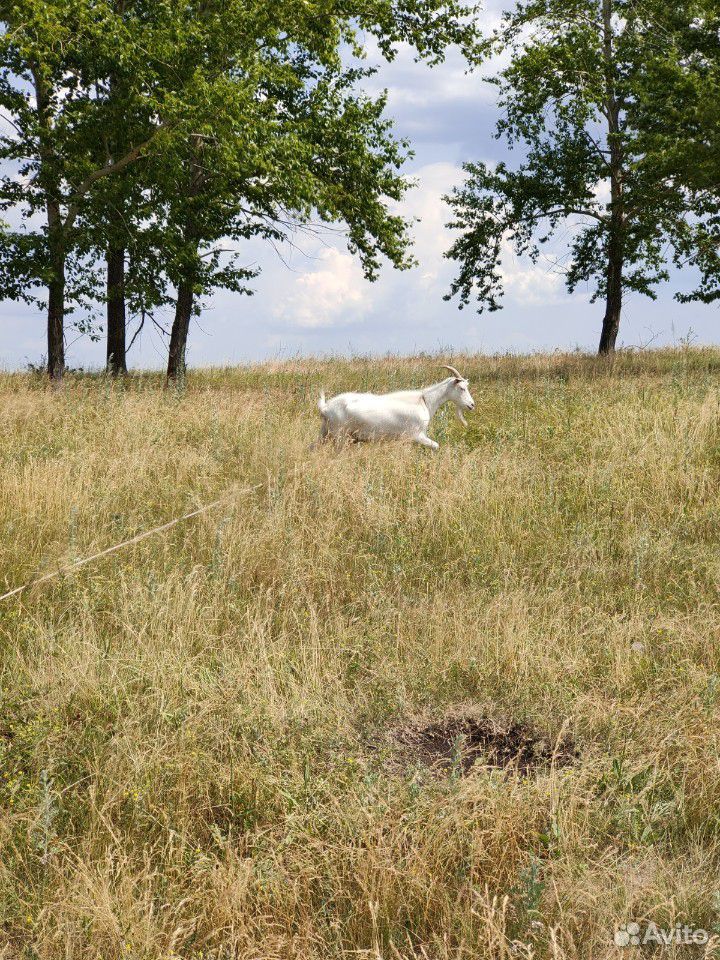 Коза с козлятами купить на Зозу.ру - фотография № 3
