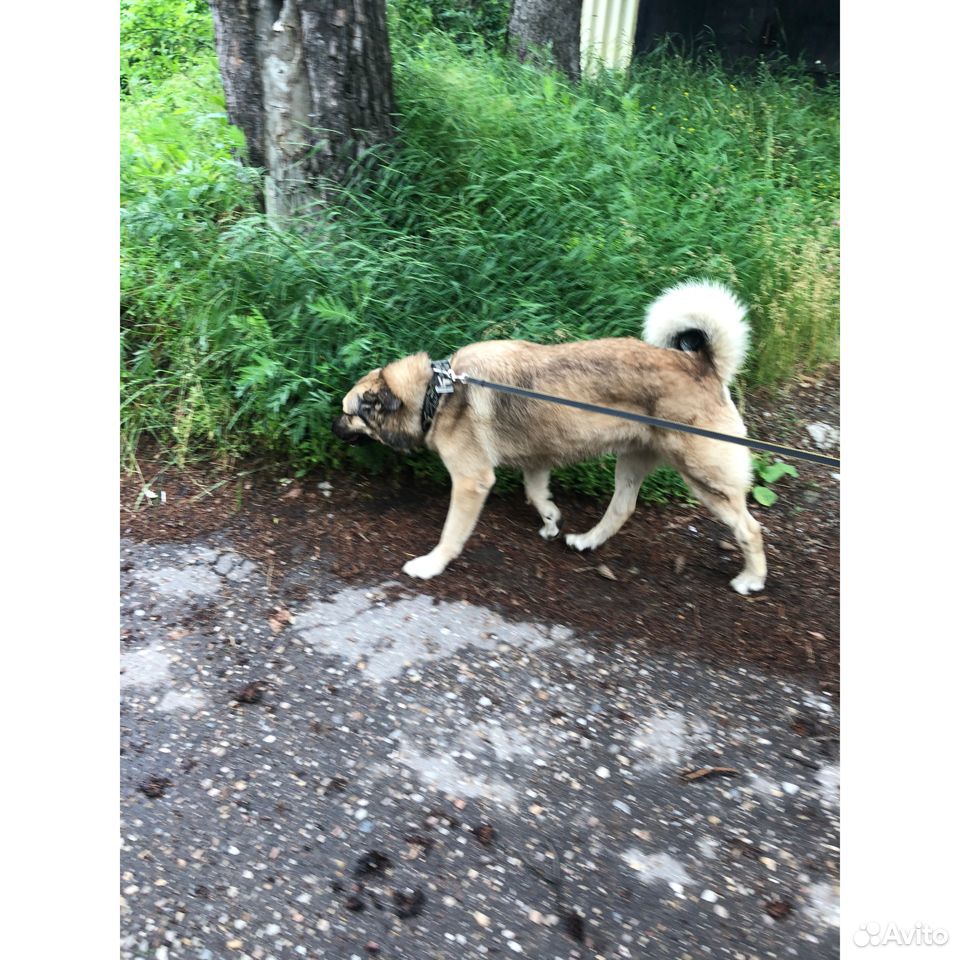 Умный и ласковый пёс Буран 2-3х лет ищет верного и купить на Зозу.ру - фотография № 2