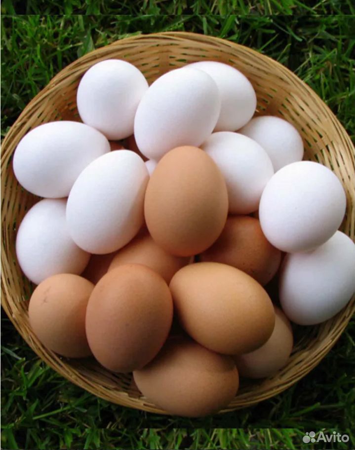 Продам яйца курицы доминанта на инкубатор купить на Зозу.ру - фотография № 1