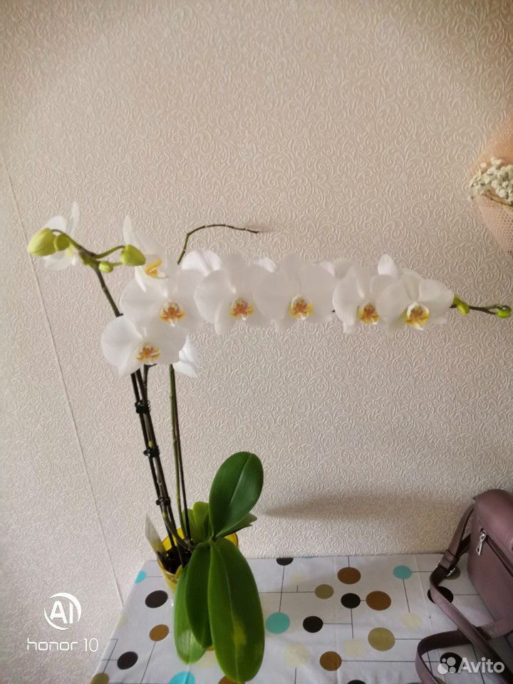 Белая Орхидея купить на Зозу.ру - фотография № 2