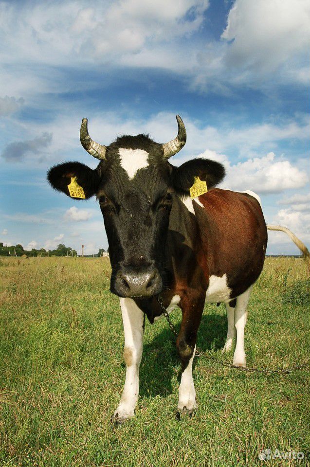Продаётся корова с теленком купить на Зозу.ру - фотография № 1