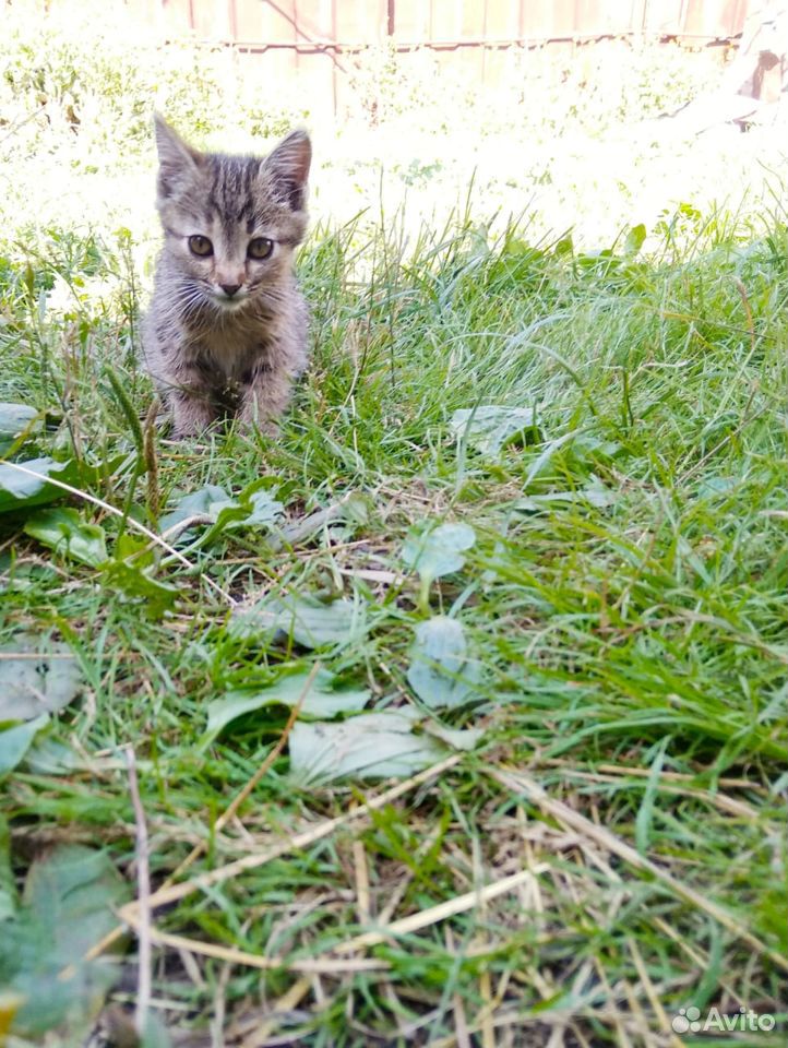 Котенок сибиряк в добрые руки купить на Зозу.ру - фотография № 2
