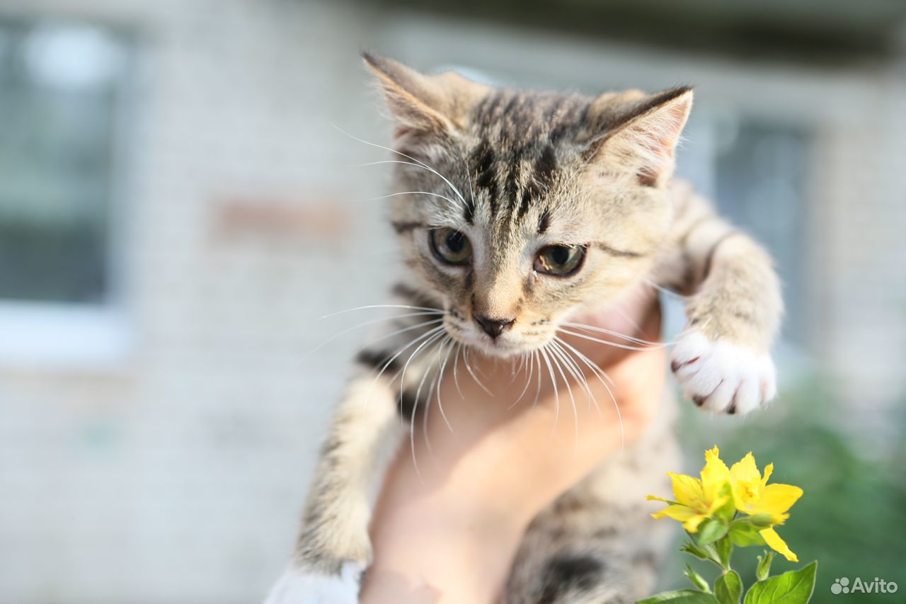 Котенок в добрые руки купить на Зозу.ру - фотография № 4