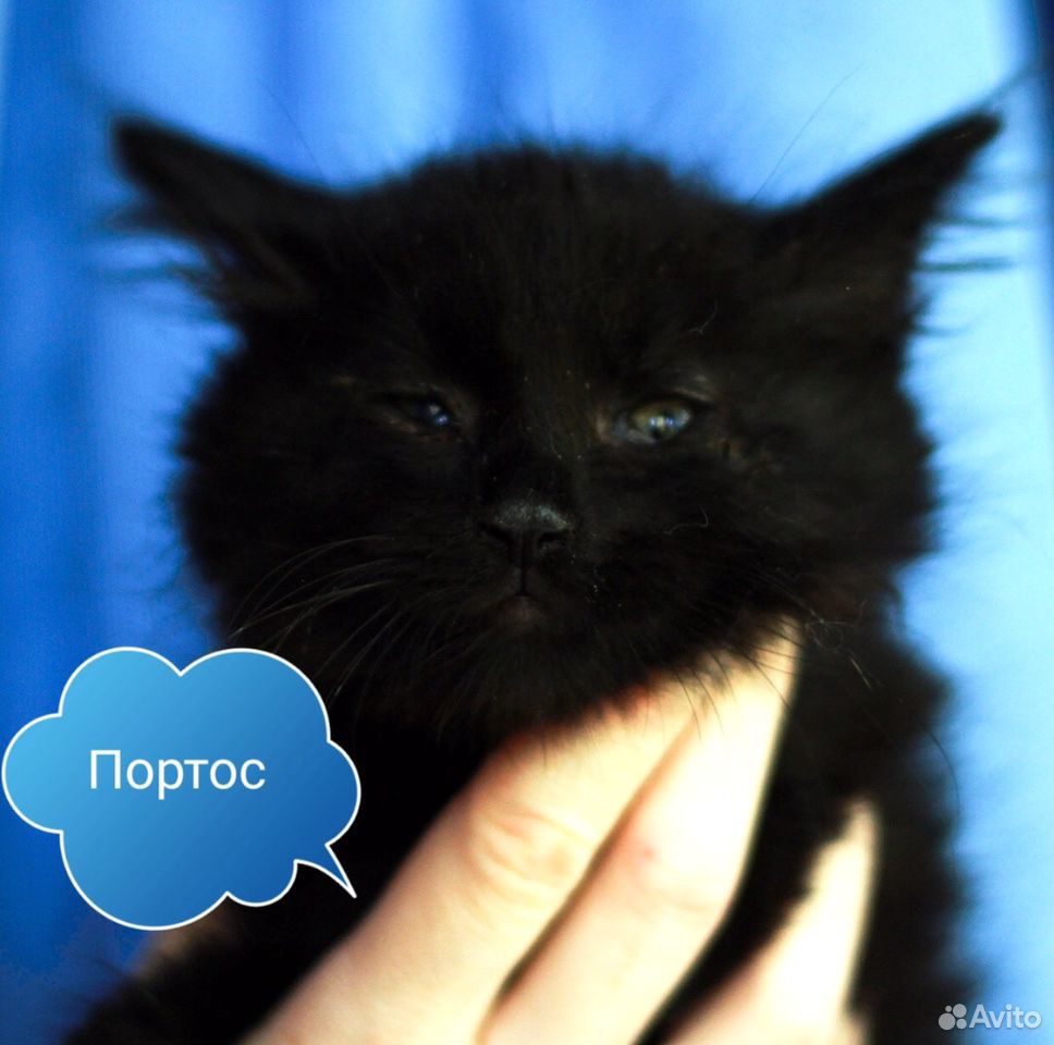 Супер-котята купить на Зозу.ру - фотография № 2