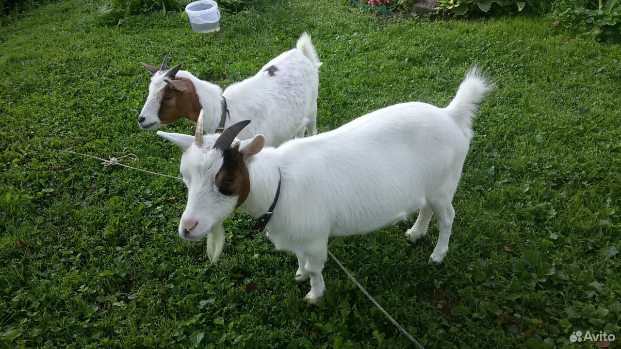 2 Камерунские козы пигмеи купить на Зозу.ру - фотография № 1