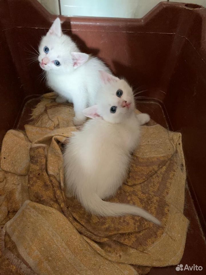 Белые котята родственники турецкого вана, рыжий-ме купить на Зозу.ру - фотография № 3