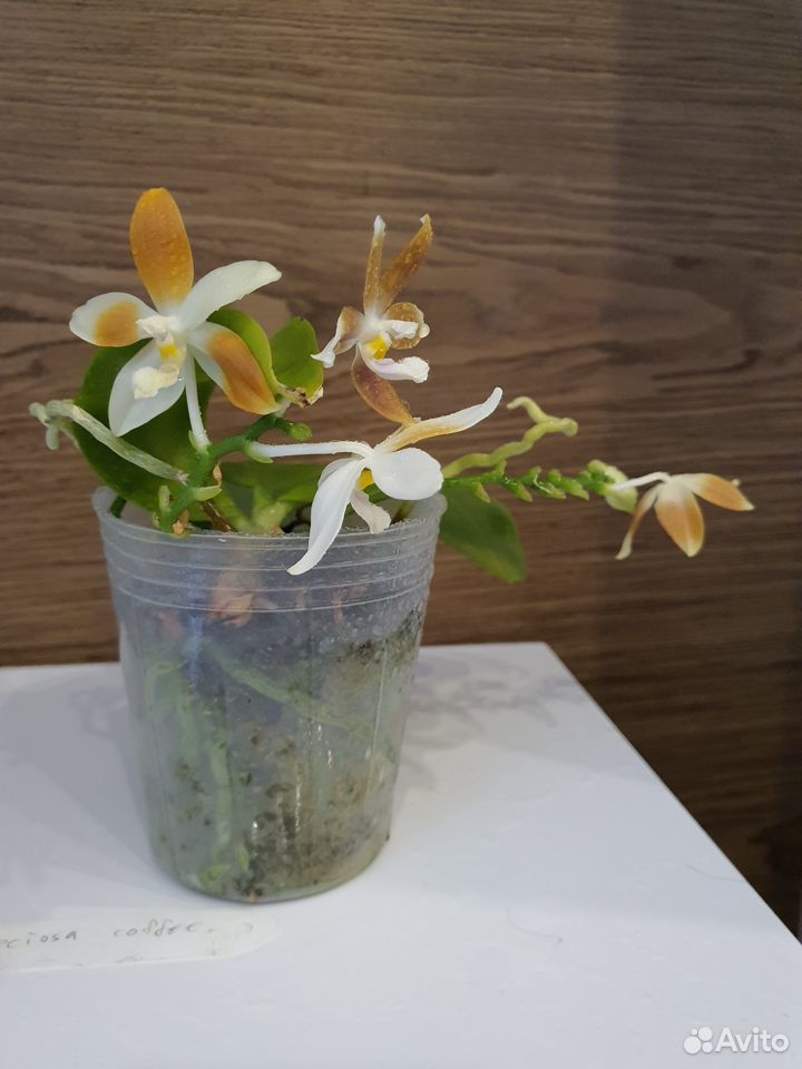 Орхидея фаленопсис specioza coffee купить на Зозу.ру - фотография № 4