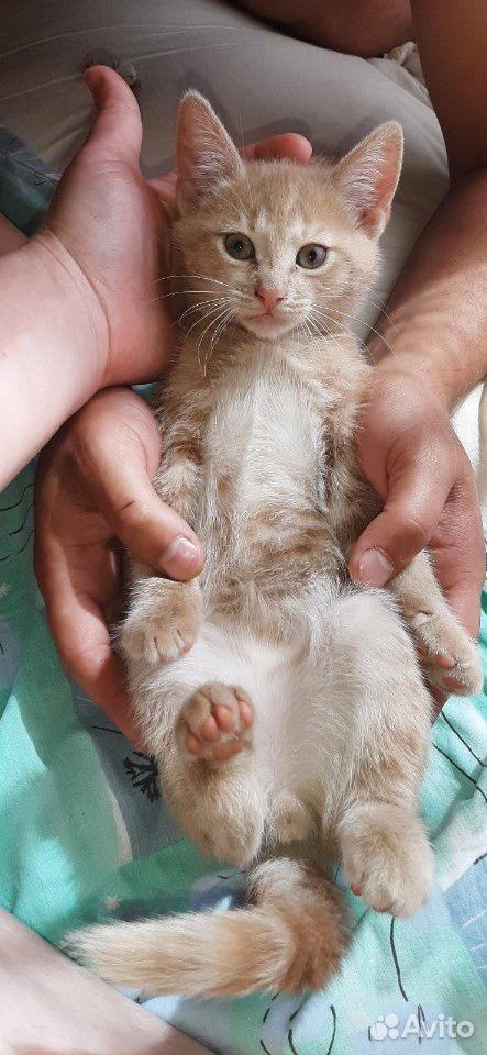 Котик в добрые руки с Доствкой купить на Зозу.ру - фотография № 5