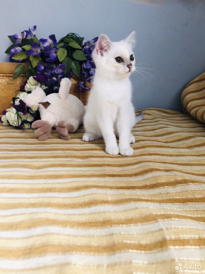 Британские котята с сапфировыми глазами купить на Зозу.ру - фотография № 6