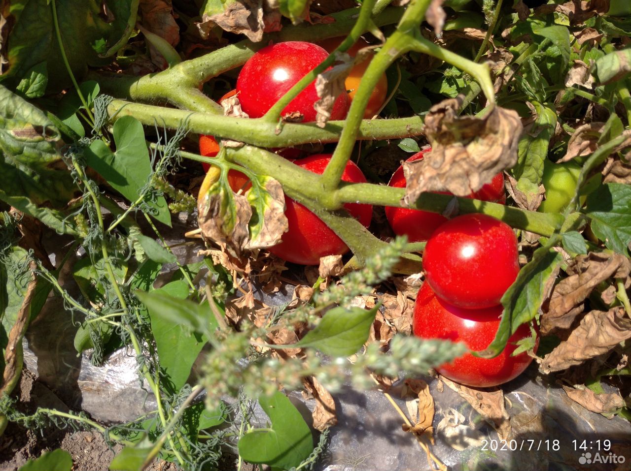 Помидоры (томаты ) оптом с поля купить на Зозу.ру - фотография № 2