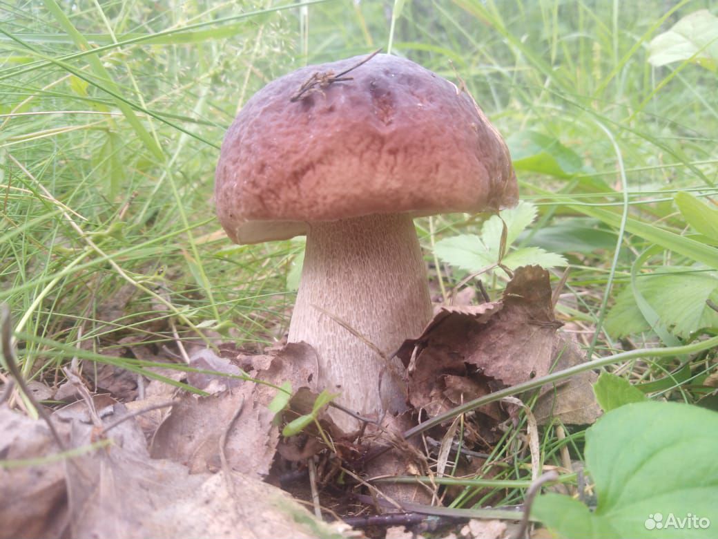 Свежие грибы купить на Зозу.ру - фотография № 4