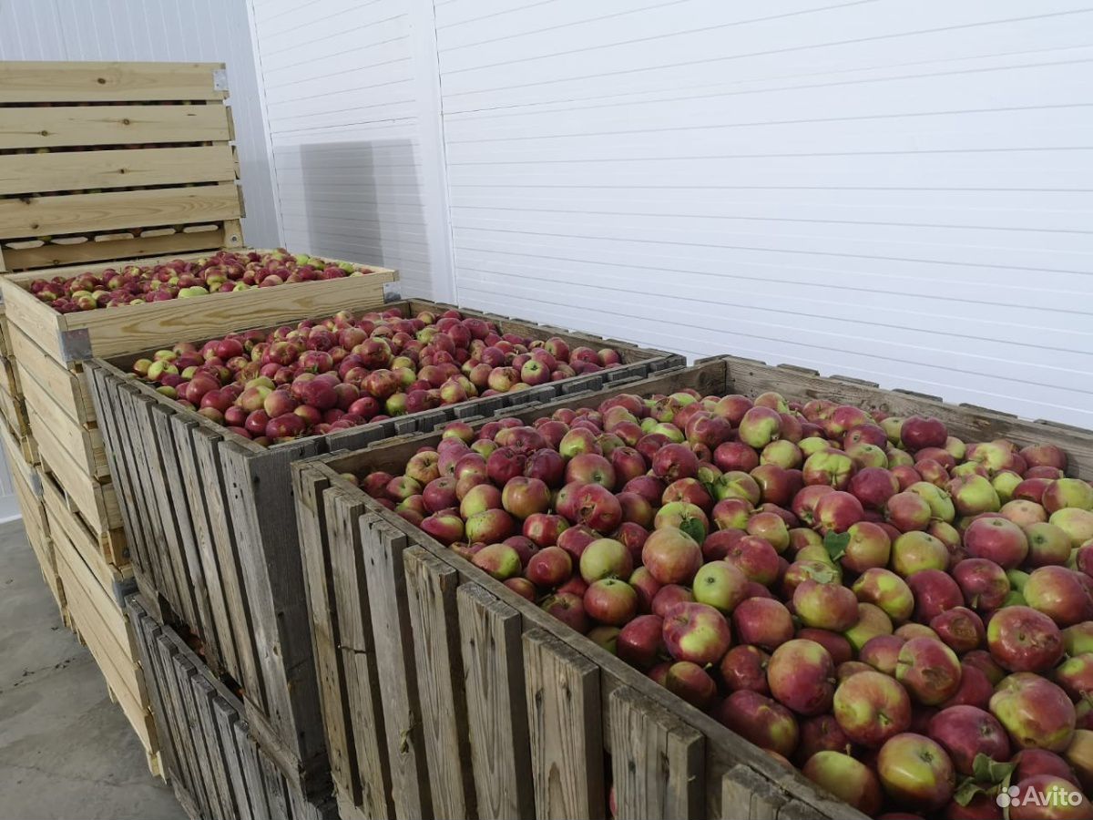Яблоки на переработку купить на Зозу.ру - фотография № 1
