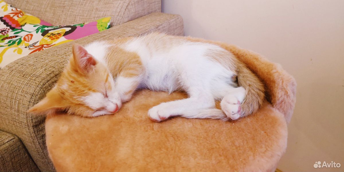 Рыжий котенок - к счастью в доме купить на Зозу.ру - фотография № 3