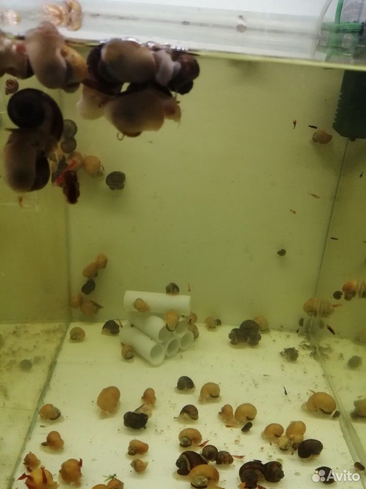 Размножение улиток в аквариуме