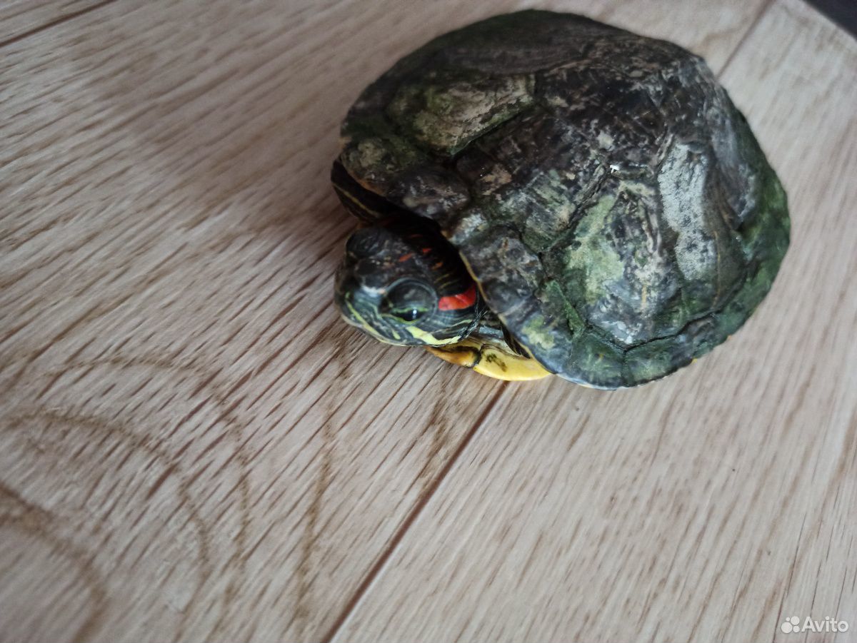 Красноухая черепаха в дар купить на Зозу.ру - фотография № 1