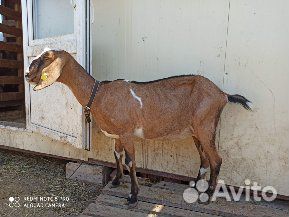 Нубийская коза купить на Зозу.ру - фотография № 5