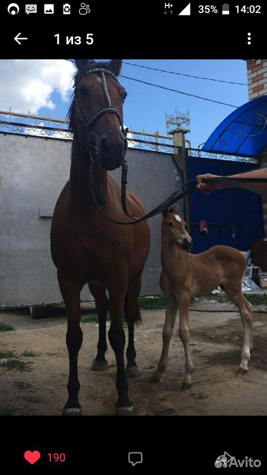 Лошадь и жеребёнок в совладение купить на Зозу.ру - фотография № 1