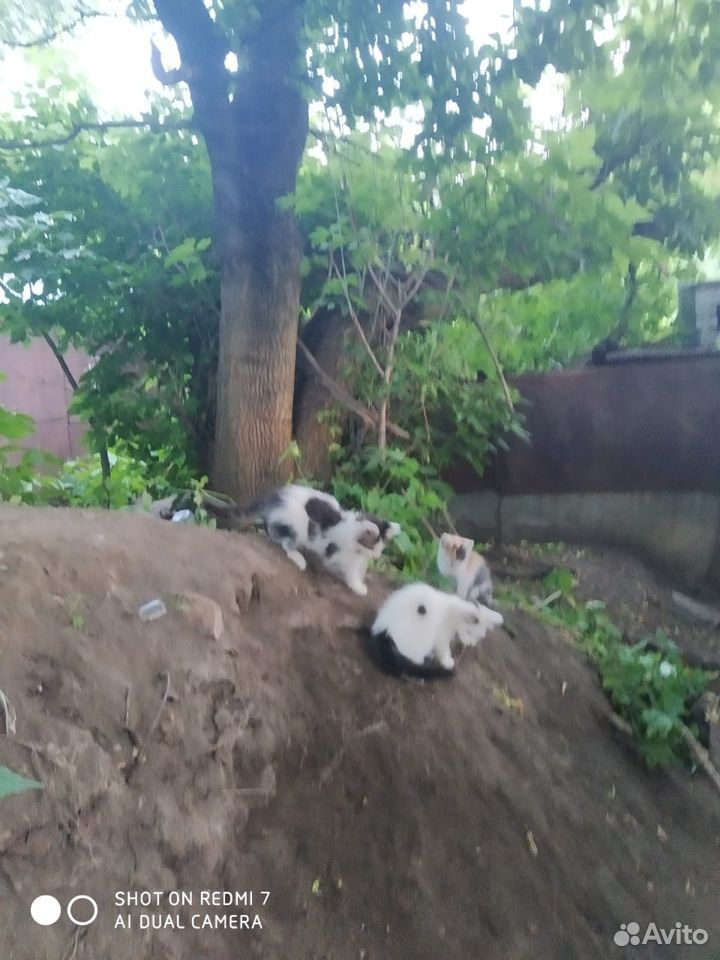 Котята ищут хозяев купить на Зозу.ру - фотография № 7