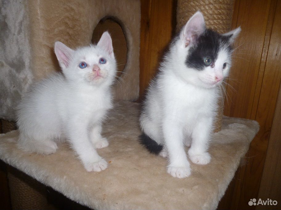Голубоглазый и черно-белый котята купить на Зозу.ру - фотография № 3
