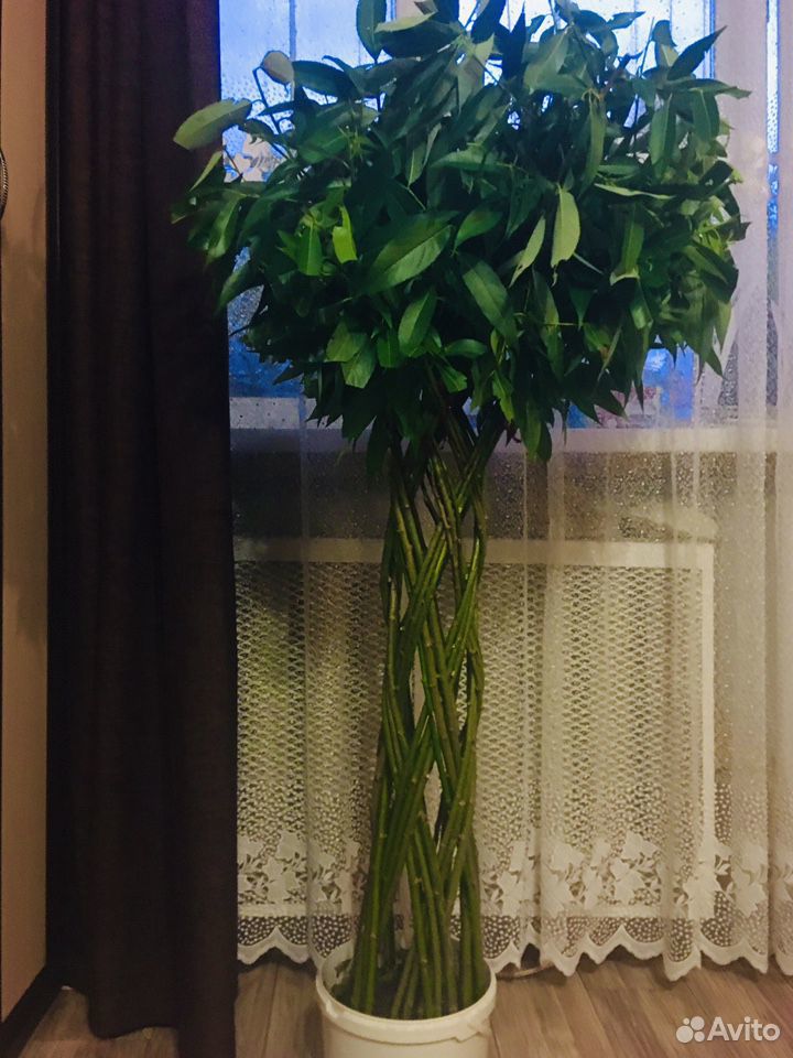 Плетёное дерево - комнатное растение купить на Зозу.ру - фотография № 2