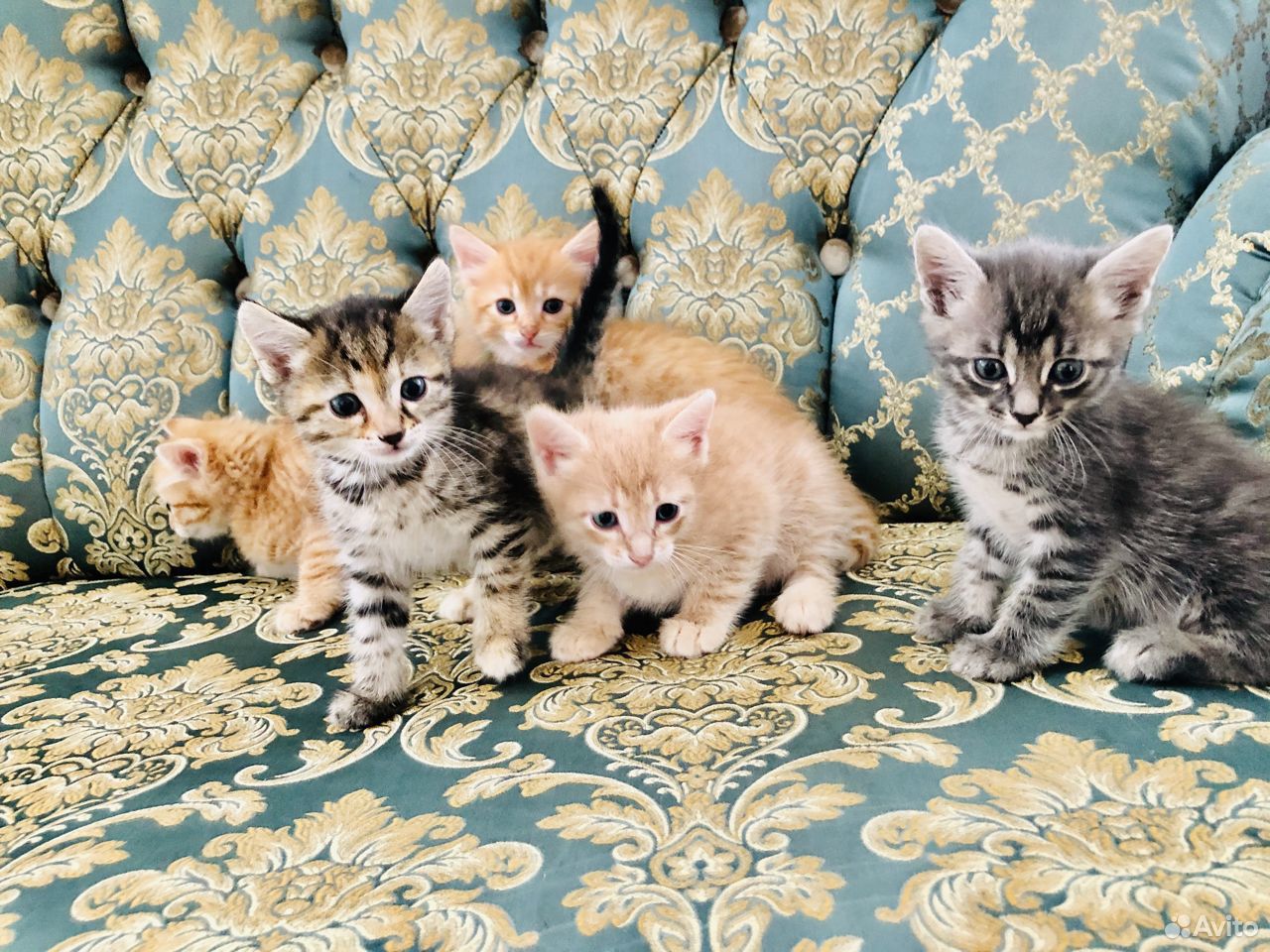 Очаровательные котята купить на Зозу.ру - фотография № 4