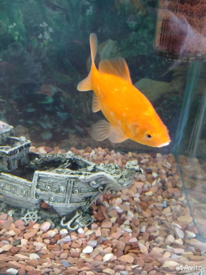 Рыба золотая самец купить на Зозу.ру - фотография № 3