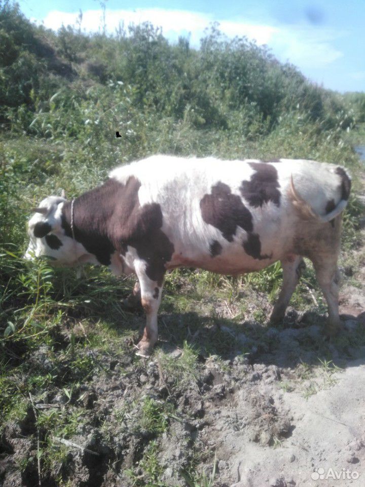 Бык и корова купить на Зозу.ру - фотография № 1