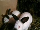 Кролики Калифорнийские мясные объявление продам
