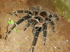 Лосиадора Парихабана паук птицеед объявление продам