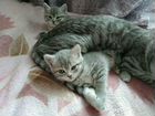 Продаются 2 котенка девочки шотландки страйт, приу объявление продам
