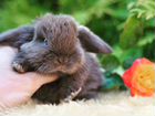 Крольчата с прививкой в Ростове, клетки объявление продам