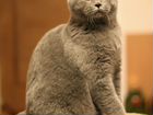 Британский кастрированный котик Вебер объявление продам