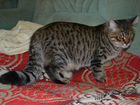Полусибирский котенок ищет любящих хозяев объявление продам