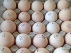 Инкубационное яйцо.с дост. 03.02 стоп заявка(ред) объявление продам