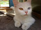 Отдаю белых пушистых котят от Персидской ангорки объявление продам