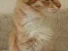Котенок лесной норвежский рыжий мальчик 4мес приви объявление продам