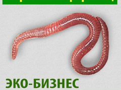 Ккч-Eisenia foctida-калифорнийские черви