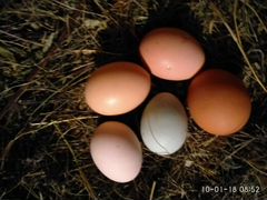 Инкубационное яйцо поместных кур