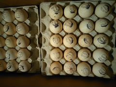 Бройлерные индюшки(яйцо импортное)
