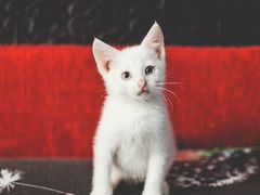 Белоснежные котята - плюшевые мальчики