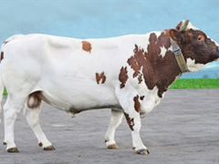 Искуственное осемение коров и тёлок