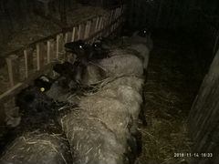 Продаю овец на плямя,с ягнятами
