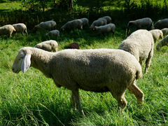 Живые овцы