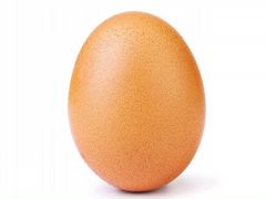 Инкубационное яйцо Брама