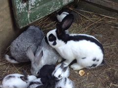 Кролики разного возраста