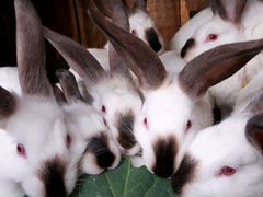 Кролики на племя