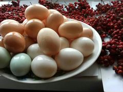 Инкубационное яйцо кур- амерауканов,легбаров