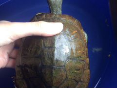 Красноухая черепаха в добрые руки