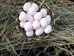 Яйца на инкубацию карликовых пород